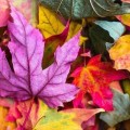 Φθινόπωρο: Η πιο κατάλληλη εποχή για εξορμήσεις